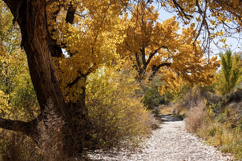cherry creek trail