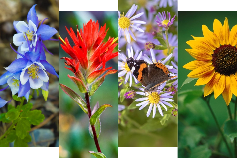 spring flowers in Parker, CO